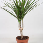 Dracaena Marginata Stem-12 cms pots & 45 cms height