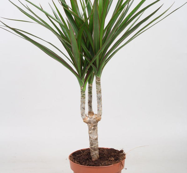 Dracaena Marginata-Solo-14 cms pots & 50 cms height