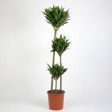 Dracaena Fr Compacta-24 cms pots & 125 cms height