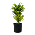 Dracaena Fr Compacta-27 cms pots & 100 cms height