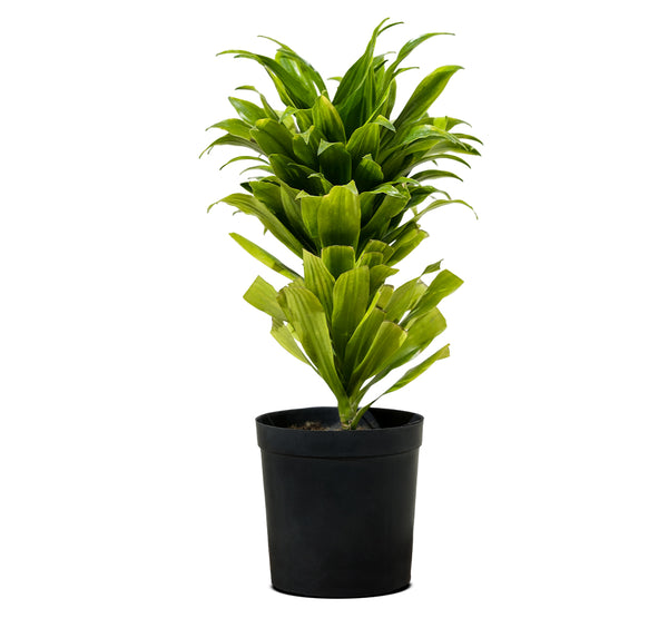 Dracaena Fr Compacta-27 cms pots & 100 cms height