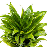 Dracaena Fr Compacta - S:14 cm