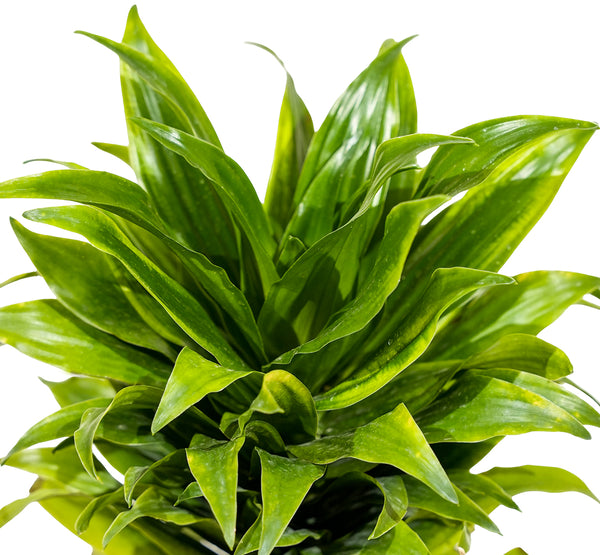 Dracaena Fr Compacta - S:14 cm
