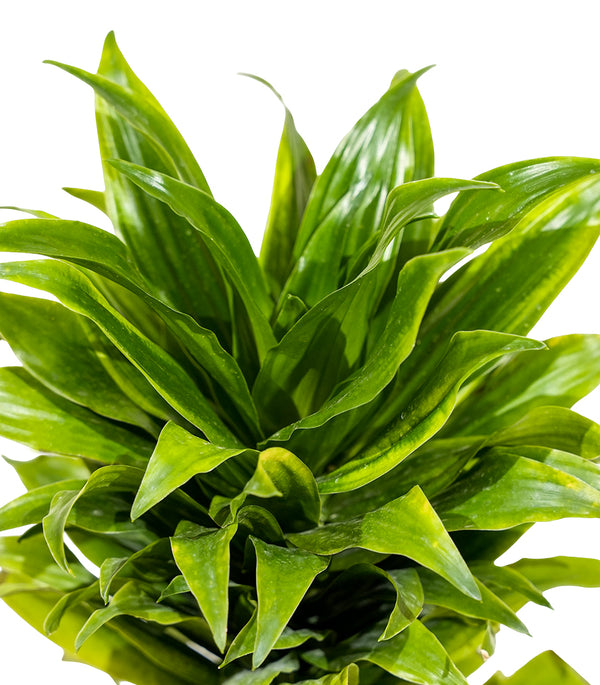 Dracaena Fr Compacta  14 cm pots