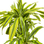 Dracaena Lemon 17 cms pots - 65 cms height