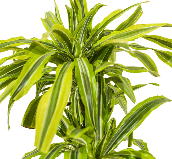 Dracaena fr. Der. Lemon. Lime  17 cms pots - 65 cms height