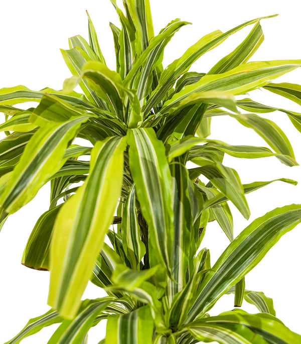 Dracaena fr. Der. Lemon. Lime  17 cms pots - 65 cms height