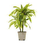Dracaena Lemon 17 cms pots - 65 cms height