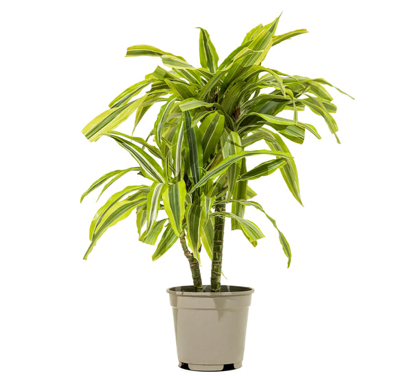 Dracaena fr. Der. Lemon. Lime  17 cms pots - 65 cms height