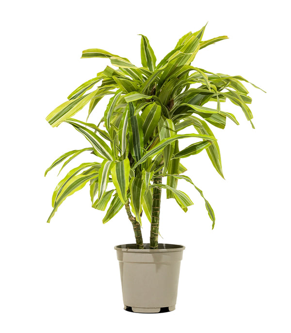 Dracaena fr. Der. Lemon. Lime  17 cms pots - 65 cms height
