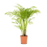 Dypsis Lutescens (Areca)