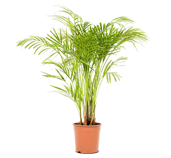 Dypsis Lutescens (Areca)