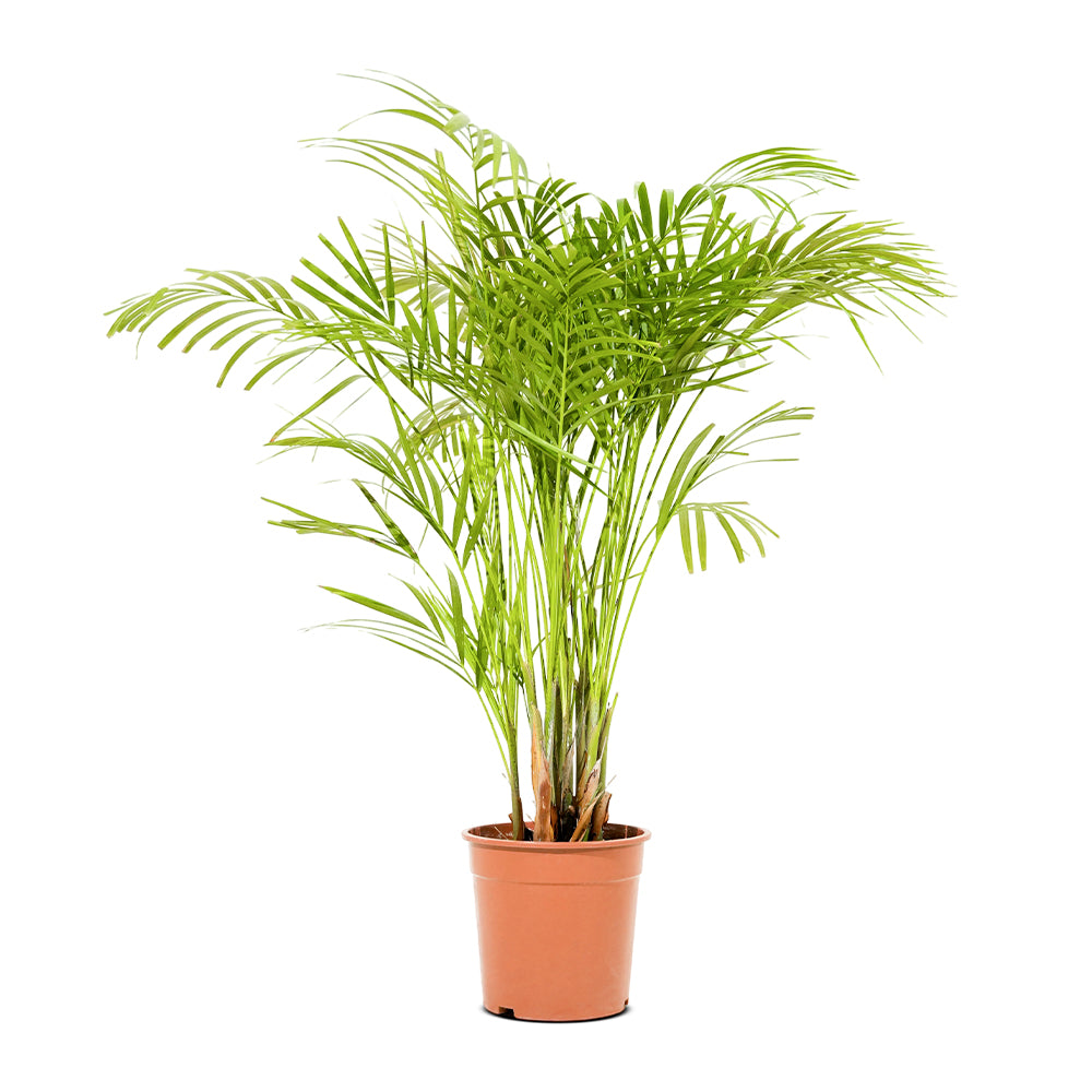 Dypsis Lutescens (Areca)