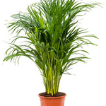 Dypsis Lutescens-25 cms pots & 140 cms height
