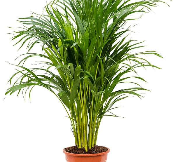 Dypsis Lutescens-25 cms pots & 140 cms height