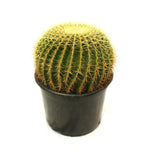 Echino Cactus Crusonil-IM-Shrub-W:0-S:25 cms-H: 45cms