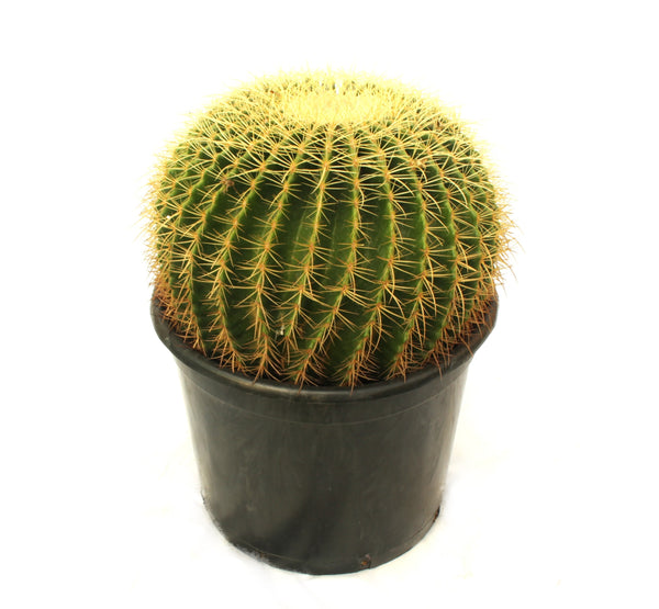 Echino Cactus Crusonil-IM-Shrub-W:0-S:25 cms-H: 45cms
