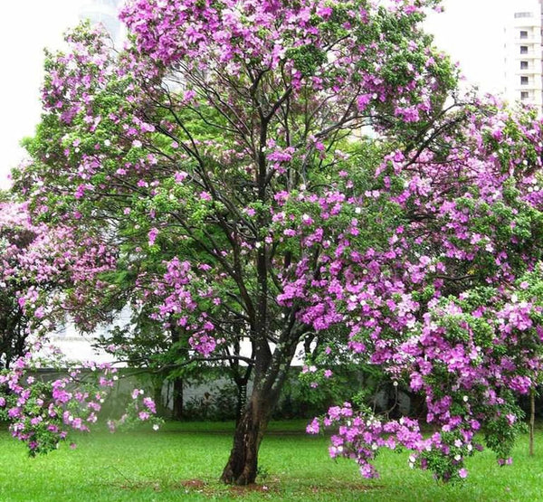 Egyptian Bauhinia بوهينيا مصري