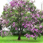 Egyptian Bauhinia بوهينيا مصري