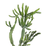 Euphorbia ingens  الفربيون إنجينز