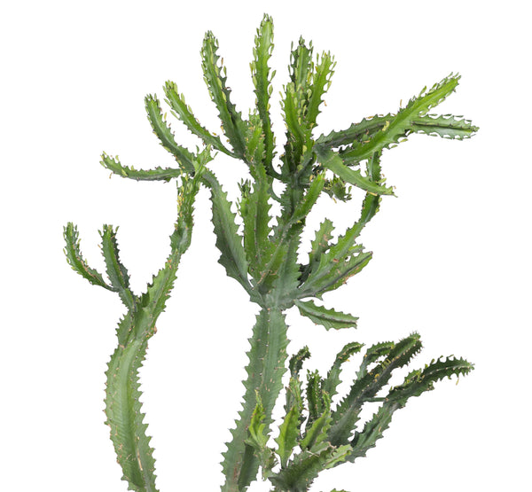 Euphorbia ingens  الفربيون إنجينز