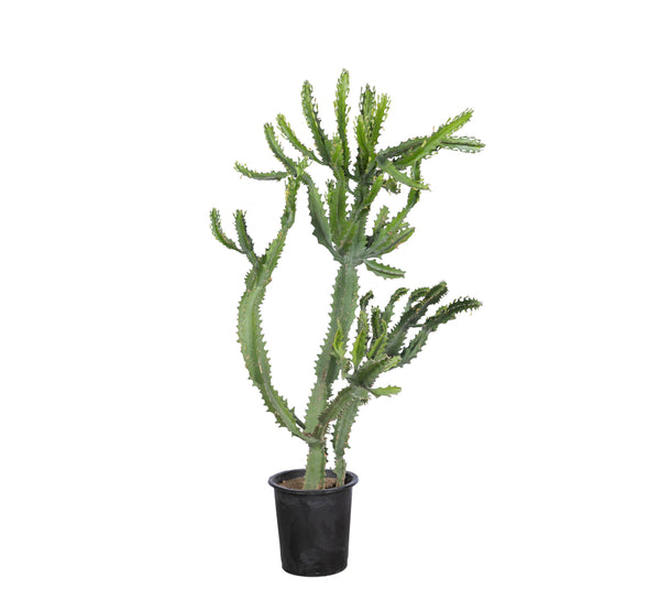 Euphorbia ingens  الفربيون إنجينز