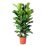 Ficus Lyrata-Tree-W:0-S:40 cms-H:2 mtrs