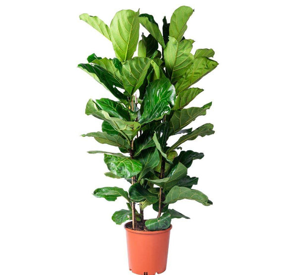Ficus Lyrata-Tree-W:0-S:40 cms-H:2 mtrs