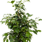 Ficus Binnendijki Ali  (Fig Ficus)