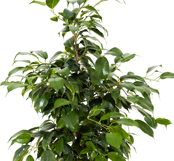 Ficus Binnendijki Ali  (Fig Ficus)