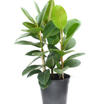 Ficus Elastica Robusta-18 cms