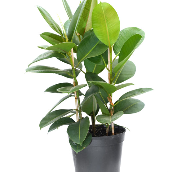 Ficus Elastica Robusta-18 cms