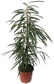 Ficus Binnendijki Ali-35 cms