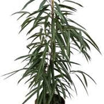 Ficus Binnendijki Ali-35 cms