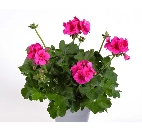 Geranium جرانيم