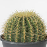 Golden Barrel Cactus صبار البرميل الذهبي