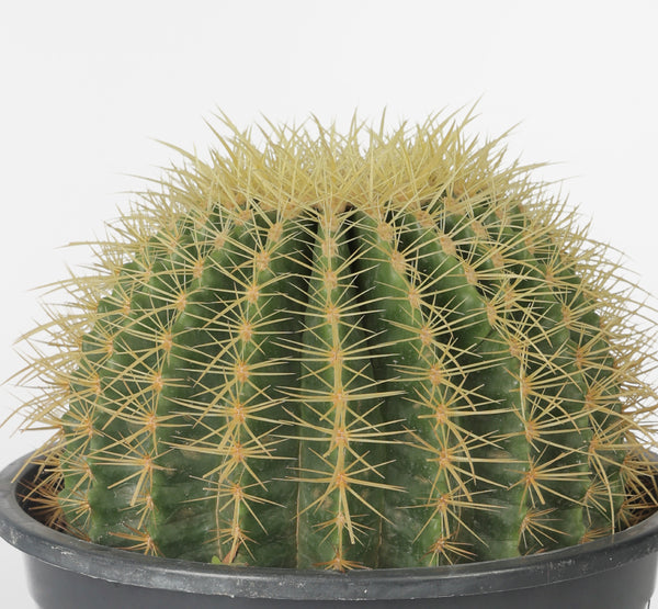 Golden Barrel Cactus صبار البرميل الذهبي