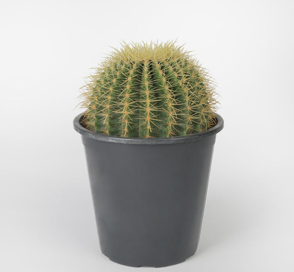 Golden Barrel Cactus صبار البرميل الذهبي