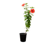 Hibiscus Rosa sinensis China 25 cms pots - 60 cms height