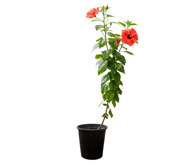 Hibiscus Rosa sinensis China 25 cms pots - 60 cms height
