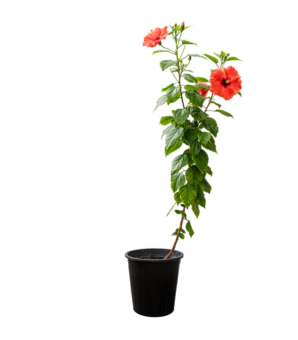Hibiscus Rosa sinensis China 25 cms pots - 60 cms height