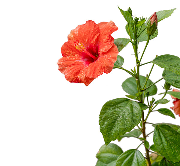 Hibiscus Rosa sinensis China 25 cms pots - 60 cms height