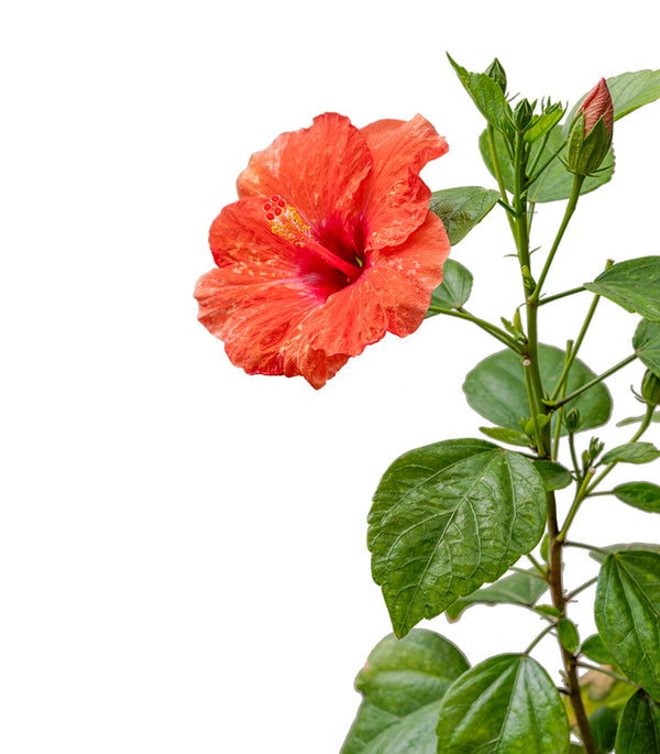 Hibiscus Rosa sinensis China 25 cms pots - 60 cms height