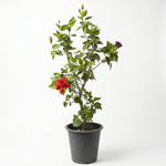 IBISCUS TILIACEUS  25 cms pot - 80 cms height