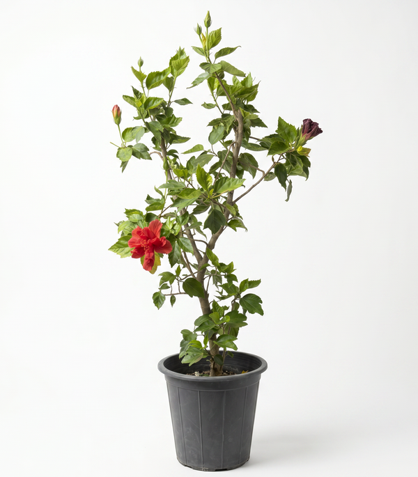 IBISCUS TILIACEUS  25 cms pot - 80 cms height