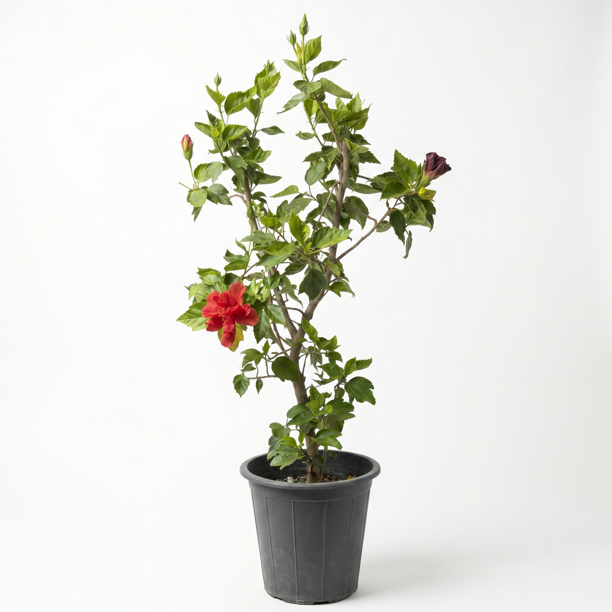 IBISCUS TILIACEUS  25 cms pot - 80 cms height