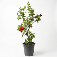 IBISCUS TILIACEUS  25 cms pot - 80 cms height