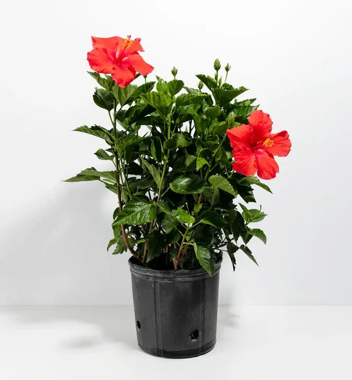 Hibiscus sinensis الكركديه سينينسيس