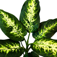 Dieffenbachia Camila