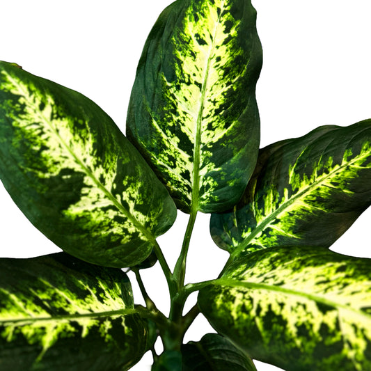Dieffenbachia Camila